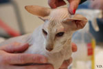 Peterbald chocolat silver tabby point, Bulsara Galouchka