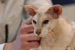 Peterbald chocolat silver tabby point, Bulsara Galouchka