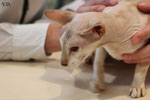 Peterbald chocolat silver tabby point, Bulsara Galouchka