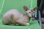 [Peterbald seal silver tabby point, FBI des Touch Too Much]