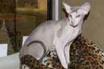 [Peterbald seal tabby point et blanc, Barabashka Bibigon]