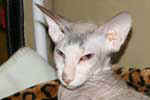 [Peterbald seal tabby point et blanc, Barabashka Bibigon]