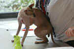 Peterbald chocolat point et blanc, In Extremis for Fun