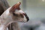 Peterbald chocolat point et blanc, In Extremis for Fun