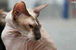 Peterbald chocolat point et blanc, In Extremis for Fun