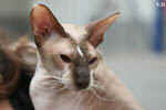 Peterbald chocolat point et blanc, In Extremis for Fun