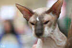 Peterbald chocolat point et blanc, In Extremis for Fun