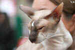 Peterbald chocolat point et blanc, In Extremis for Fun