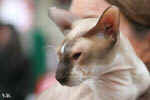 Peterbald chocolat point et blanc, In Extremis for Fun