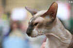 Peterbald chocolat point et blanc, In Extremis for Fun