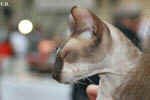 Peterbald chocolat point et blanc, In Extremis for Fun