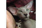 Peterbald bleu, Bulsara Liam