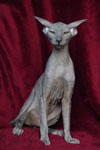 Peterbald bleu, Eddy Legs Tail