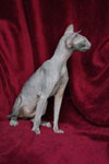 Peterbald bleu, Eddy Legs Tail