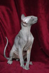 Peterbald bleu, Eddy Legs Tail