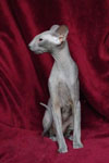 Peterbald bleu, Eddy Legs Tail