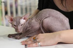 Peterbald chocolat, Jericho des Masques d'Orient