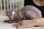 Peterbald chocolat, Jericho des Masques d'Orient