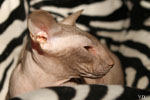 Peterbald chocolat, Jericho des Masques d'Orient