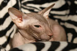 Peterbald chocolat, Jericho des Masques d'Orient