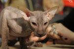 Peterbald chocolat, Jericho des Masques d'Orient