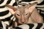 Peterbald chocolat, Jericho des Masques d'Orient