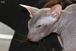 Peterbald chocolat, Jericho des Masques d'Orient