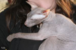 Peterbald chocolat, Jericho des Masques d'Orient