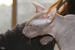 Peterbald chocolat, Jericho des Masques d'Orient