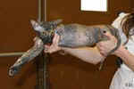 Peterbald black tortie, Hakinoi des Masques d'Orient