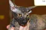 Peterbald black tortie, Hakinoi des Masques d'Orient