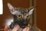 Peterbald black tortie, Hakinoi des Masques d'Orient