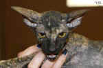 Peterbald black tortie, Hakinoi des Masques d'Orient