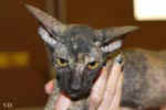 Peterbald black tortie, Hakinoi des Masques d'Orient