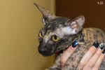 Peterbald black tortie, Hakinoi des Masques d'Orient