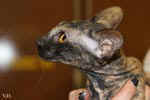 Peterbald black tortie, Hakinoi des Masques d'Orient