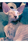 Peterbald chocolat tabby, Eva Feolent