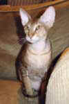 [Peterbald chocolat tabby, Phoenix Natural Elegance]