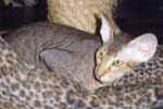 [Peterbald chocolat tabby, Phoenix Natural Elegance]