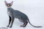 [Peterbald bleu tabby, Shango Natural Elegance]