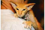 [Peterbald red spotted tabby, Alf Roxy Konty]