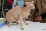 Peterbald red mackerel tabby, Ektor Azy of Marazy Cristal