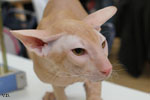 Peterbald red mackerel tabby, Ektor Azy of Marazy Cristal