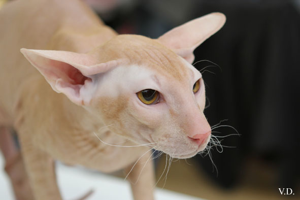 Peterbald red mackerel tabby, Ektor Azy of Marazy Cristal