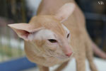 Peterbald red mackerel tabby, Ektor Azy of Marazy Cristal