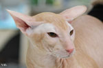 Peterbald red mackerel tabby, Ektor Azy of Marazy Cristal