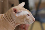 Peterbald red mackerel tabby, Ektor Azy of Marazy Cristal