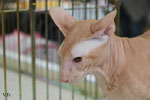 Peterbald red mackerel tabby, Ektor Azy of Marazy Cristal