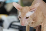 Peterbald red mackerel tabby, Ektor Azy of Marazy Cristal