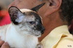 Siamois seal tortie point, Khengsi Isadora Floralie